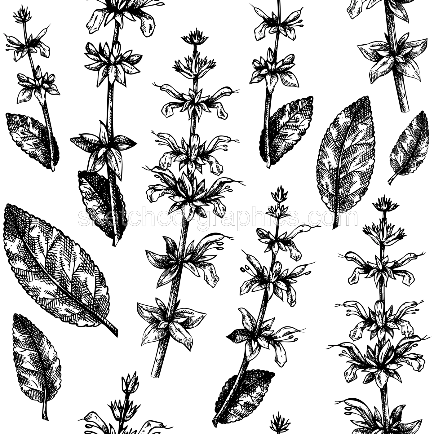 Herbal pattern with sage leaves and flowers. Common Sage vector illustration. Hand-drawn medical herbs elements. Engraved style herbal plant backdrop. Culinary sage seamless background.  Illustration